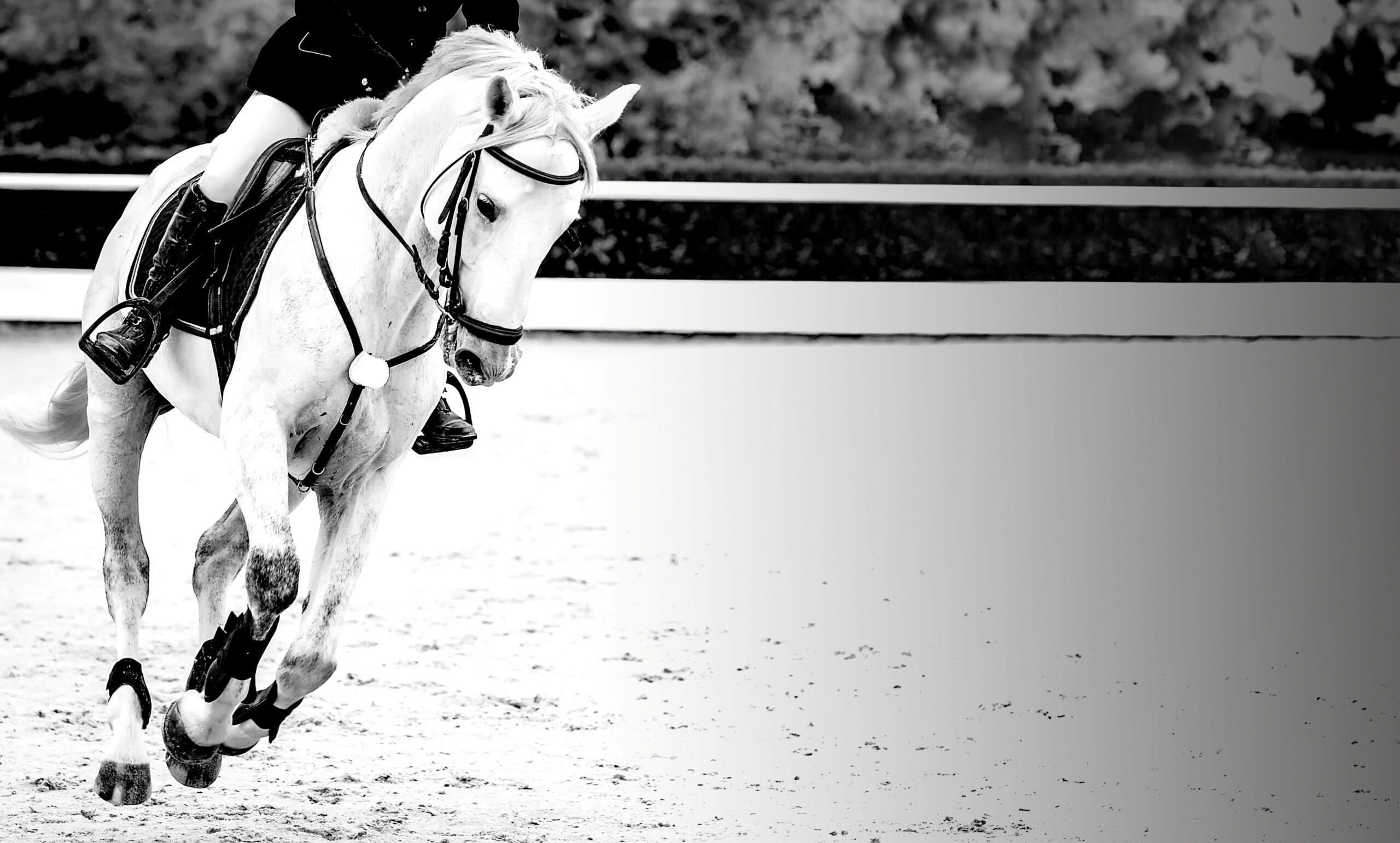 Hunter Jumper Horses for sale shown by a focused horse cantering under a rider
